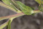 Seabeach evening primrose